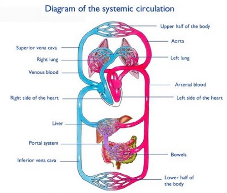 √ Sistem Peredaran Darah : Pengertian, Fungsi, Struktur, Mekanisme, dan Penyakit Gangguan [ TERLENGKAP ]