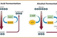 √ Pengertian Metabolisme, Jenis, Proses, dan Fungsi Terlengkap