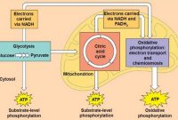 √ Pengertian Metabolisme, Jenis, Proses, dan Fungsi Terlengkap