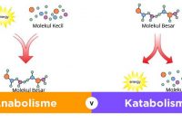√ Pengertian Metabolisme, Jenis, Proses, dan Fungsi Terlengkap