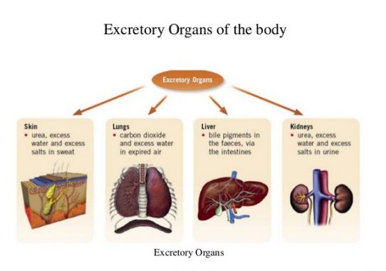 Ekskresi terdiri sistem organ organ dalam atas yang tergabung Sistem Ekskresi