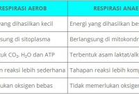 √ Pengertian Metabolisme, Jenis, Proses, dan Fungsi Terlengkap