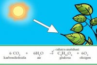 √ Pengertian Metabolisme, Jenis, Proses, dan Fungsi Terlengkap
