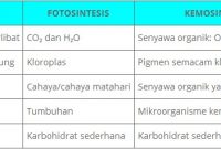 √ Pengertian Metabolisme, Jenis, Proses, dan Fungsi Terlengkap