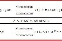 √ Pengertian Metabolisme, Jenis, Proses, dan Fungsi Terlengkap