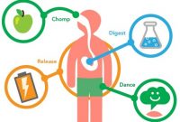 Metabolisme : Pengertian, Fungsi, Proses, Jenis & Contohnya [LENGKAP]