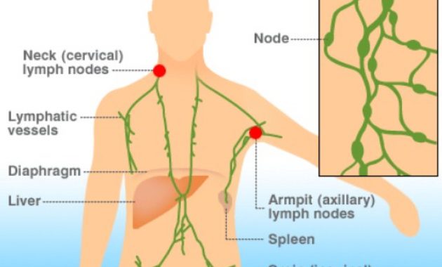 √ Nodus Limfa : Pengertian, Struktur, Penyebab, Fungsi dan Letak Terlengkap