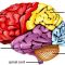 √ Otak Kecil (Cerebellum) : Pengertian, Fungsi, Bagian dan Struktur Terlengkap