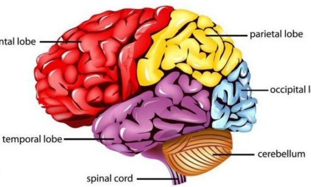 √ Otak Kecil (Cerebellum) : Pengertian, Fungsi, Bagian dan Struktur Terlengkap