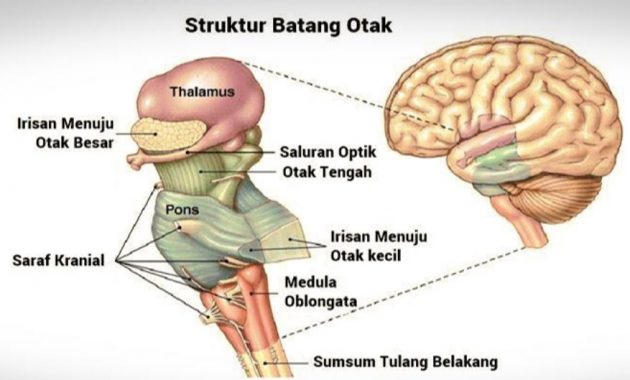 √ Pons Otak : Pengertian, Fungsi, Bagian dan Struktur Terlengkap