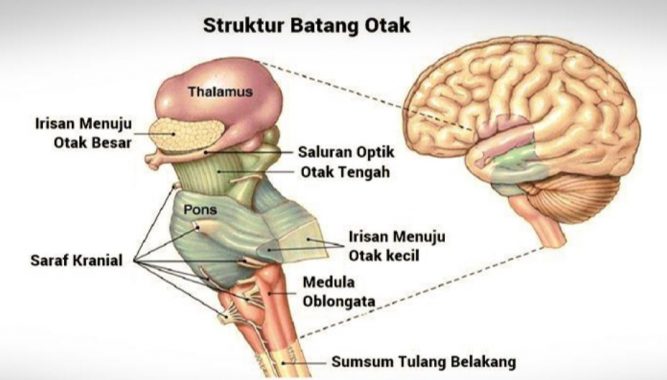 √ Pons Otak : Pengertian, Fungsi, Bagian dan Struktur Terlengkap