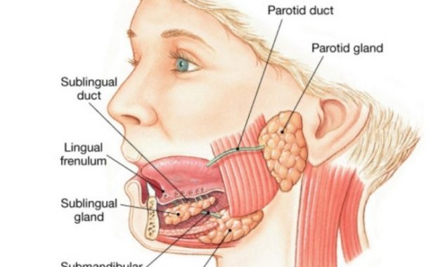 √ Kelenjar Saliva (Air Ludah) : Pengertian, Fungsi, Jenis dan Struktur Terlengkap