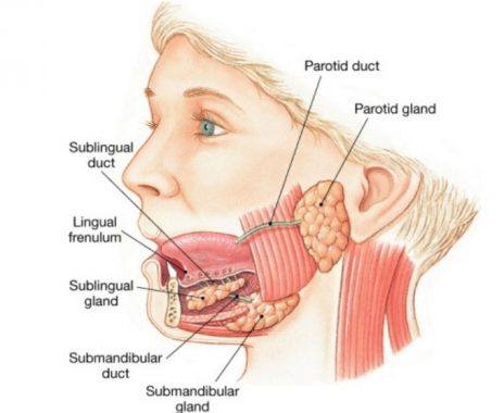 Di dalam lidah manusia terdapat kelenjar ludah yang berfungsi untuk