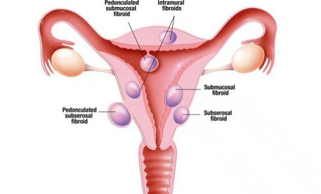 √ Uterus (Rahim) : Pengertian, Fungsi, Struktur dan Bagian Terlengkap