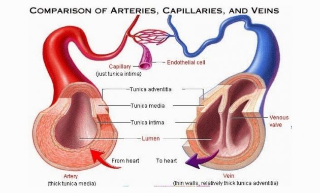 √ Pembuluh Vena : Pengertian, Fungsi, Jenis, Ciri dan Struktur Terlengkap