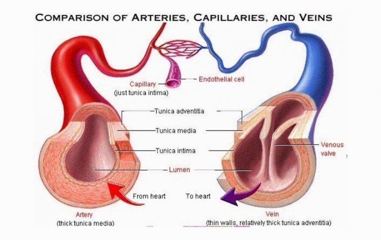 √ Pembuluh Vena : Pengertian, Fungsi, Jenis, Ciri dan Struktur Terlengkap