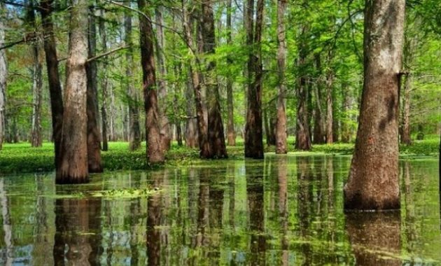 √ Rawa : Pengertian, Fungsi, Ciri, Jenis dan Prosesnya Terlengkap