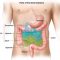 √ Usus Dua Belas Jari (Duodenum) : Pengertian, Fungsi, Ciri dan Bagian Terlengkap