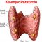 √ Kelenjar Paratiroid : Pengertian, Fungsi, Struktur, Penyebab dan Pencegahan Terlengkap