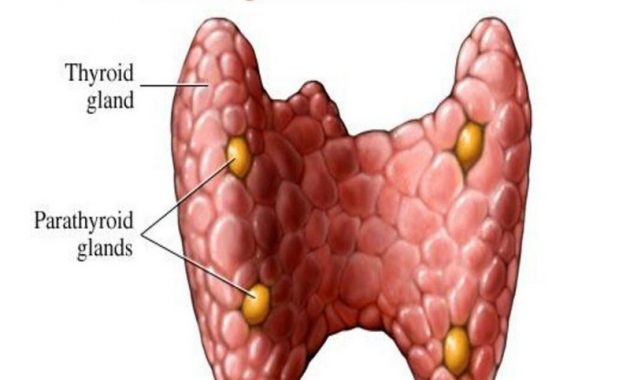 √ Kelenjar Paratiroid : Pengertian, Fungsi, Struktur, Penyebab dan Pencegahan Terlengkap