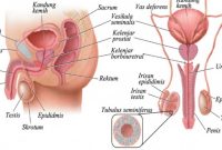 √ Kelenjar Prostat : Pengertian, Fungsi, Zona, Struktur dan Bagian Terlengkap