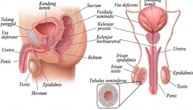 √ Kelenjar Prostat : Pengertian, Fungsi, Zona, Struktur dan Bagian Terlengkap