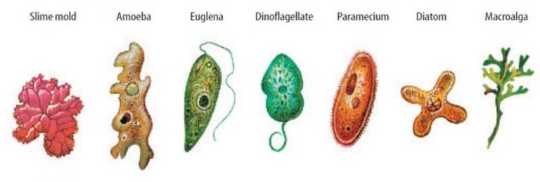 √ Protista : Pengertian, Ciri, Klasifikasi dan Struktur Tubuh Terlengkap