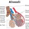 √ Alveolus : Pengertian, Fungsi, Penyakit, Ciri dan Struktur Terlengkap