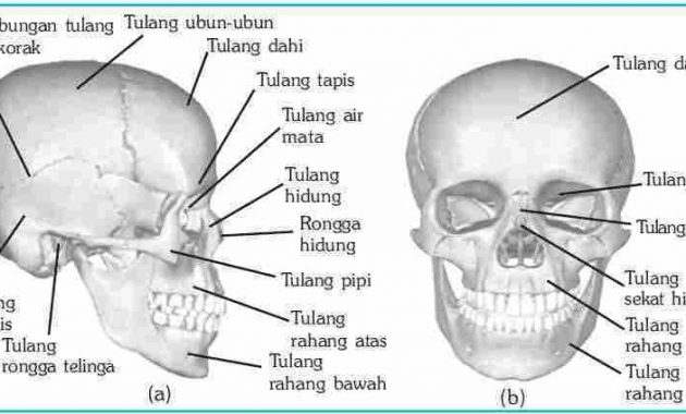 √ Tulang Baji : Pengertian, Fungsi, Ciri dan Letak Terlengkap