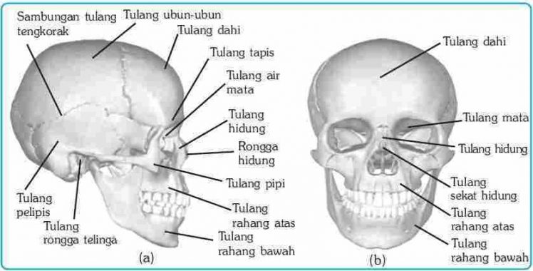 √ Tulang Baji : Pengertian, Fungsi, Ciri dan Letak Terlengkap