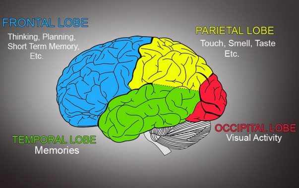 √ Otak Besar (Cerebrum) : Pengertian, Fungsi, Cara Kerja, Struktur dan Bagian Terlengkap