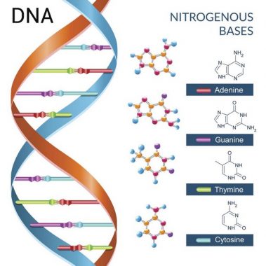 √ DNA (Dioxyribonucleic Acid) : Pengertian, Fungsi, Sifat, Ciri dan Struktur Terlengkap