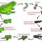 √ Metamorfosis Katak : Pengertian dan Proses Tahapan Terlengkap