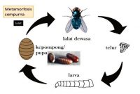 √ Metamorfosis Lalat : Pengertian dan Proses Tahapannya Terlengkap