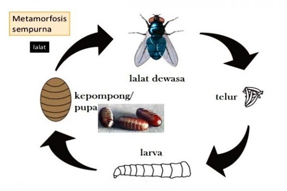 11+ Hewan yang mengalami metamorfosis sempurna mempunyai bentuk tubuh yang brainly terbaru