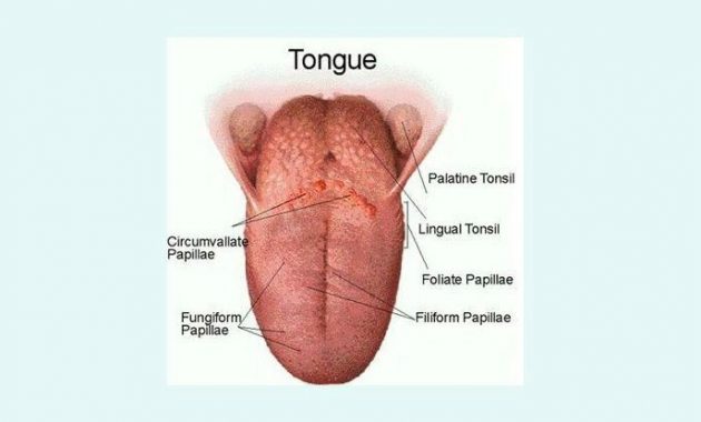 √ Lemak : Pengertian, Fungsi, Sifat dan Jenis Terlengkap
