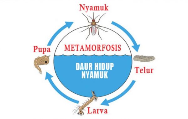 √ Metamorfosis Nyamuk : Pengertian dan Proses Tahapan Terlengkap