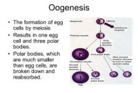 √ Oogenesis : Pengertian, Faktor, Proses Terjadinya dan Tahapan Terlengkap