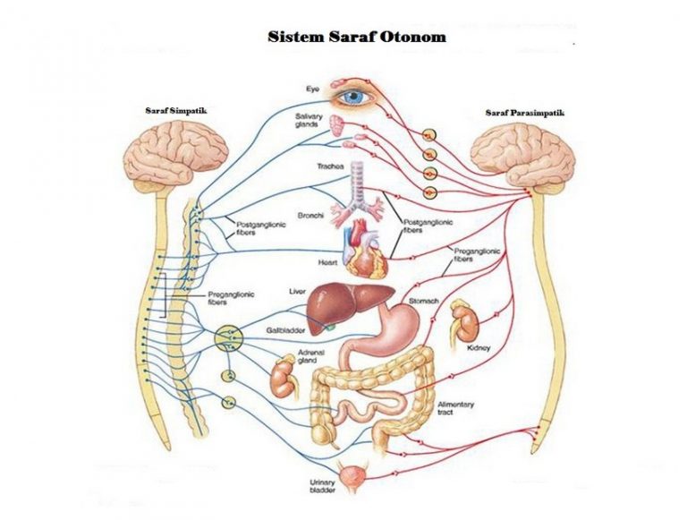 Gambar Saraf Otonom
