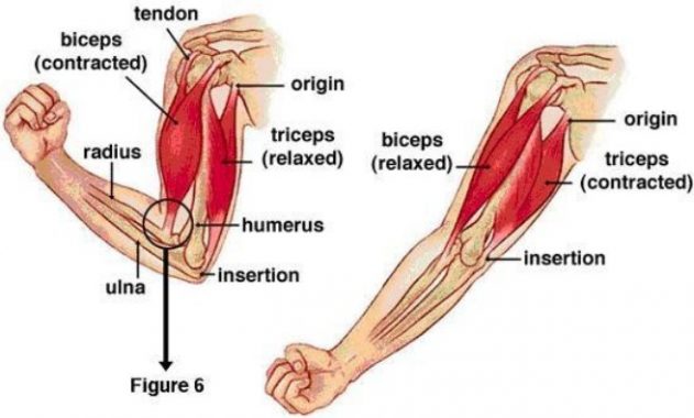 Otot sebagai organ gerak menempel pada