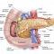 √ Pankreas : Pengertian, Fungsi, Struktur dan Penyakit Terlengkap