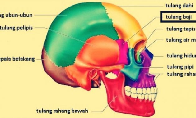 √ Tulang Pelipis : Pengertian, Fungsi, Ciri dan Letak Terlengkap