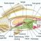 √ Pisces (Ikan) : Pengertian, Ciri, Klasifikasi dan Struktur Tubuh Terlengkap