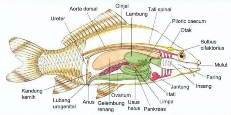 √ Pisces (Ikan) : Pengertian, Ciri, Klasifikasi dan Struktur Tubuh Terlengkap