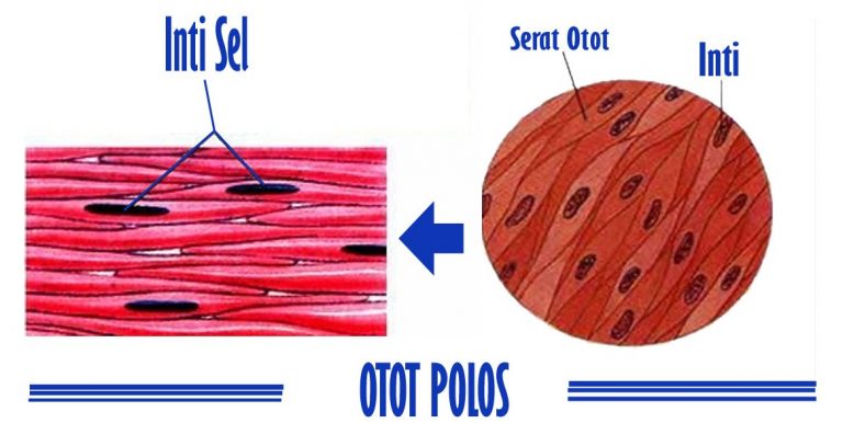 Otot Polos Pengertian Fungsi Ciri Cara Kerja Bagian And Jenis