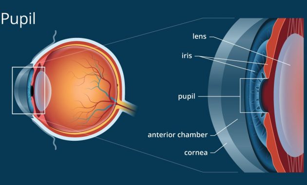 √ Pupil : Pengertian, Fungsi, Kelainan dan Ukuran Terlengkap