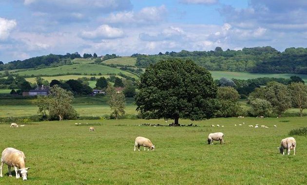 √ Dataran Rendah : Pengertian, Tanaman yang Cocok, Ciri dan Contoh Terlengkap