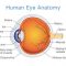 √ Retina Mata : Pengertian, Fungsi, Penyakit, Struktur dan Bagian Terlengkap