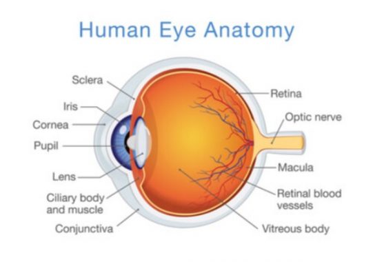 √ Retina Mata : Pengertian, Fungsi, Penyakit, Struktur dan Bagian Terlengkap