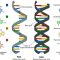 √ RNA (Ribonucleic Acid) : Pengertian, Fungsi, Jenis, Ciri dan Struktur Terlengkap